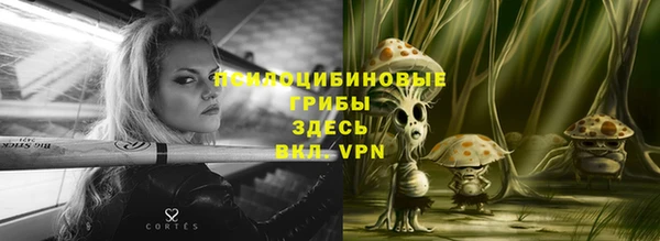 прущие грибы Дмитров